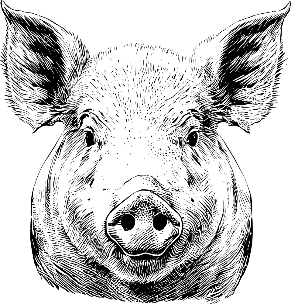 cochon